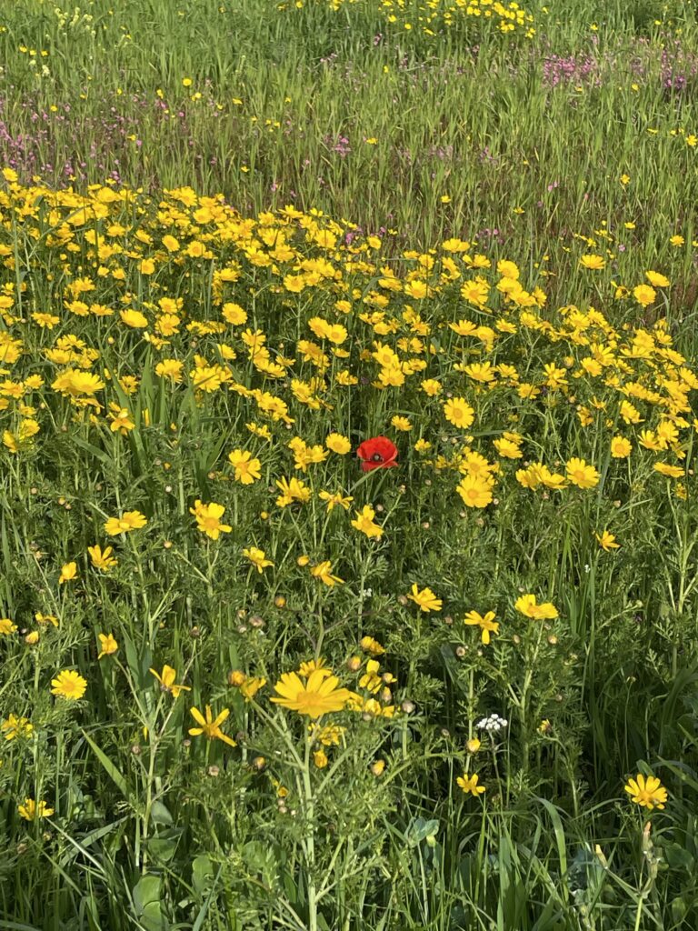 psykoterapi i Gentofte/Hellerup/Charlottenlund samt online