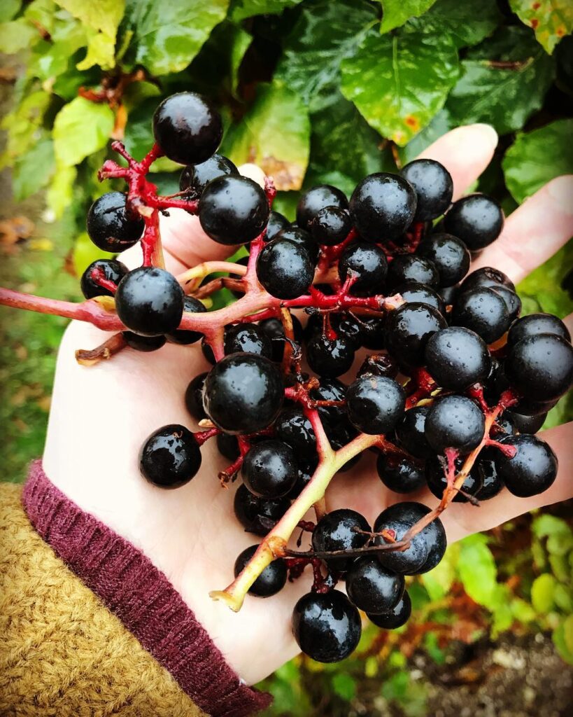 psykoterapi i Gentofte/Hellerup/Charlottenlund samt online